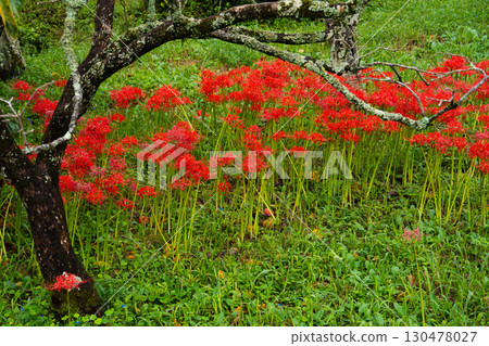 一簇簇紅花在老樹下盛開 一簇簇紅花在老樹下盛開 130478027