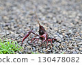Crayfish pose 130478082