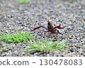 Crayfish pose 130478083