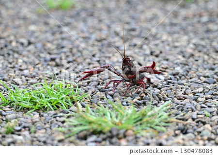 Crayfish pose Crayfish pose 130478083