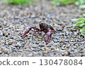 Crayfish pose 130478084