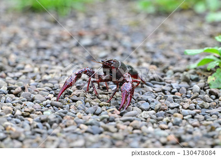 Crayfish pose Crayfish pose 130478084