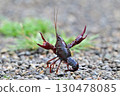 Crayfish pose 130478085