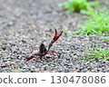 Crayfish pose 130478086