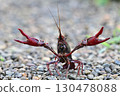 Crayfish pose 130478088