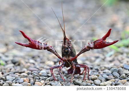 Crayfish pose 130478088