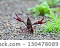 Crayfish pose 130478089