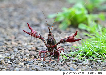 Crayfish pose Crayfish pose 130478089