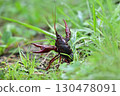 Crayfish pose 130478091