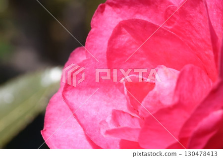 紅色沙耶香 130478413