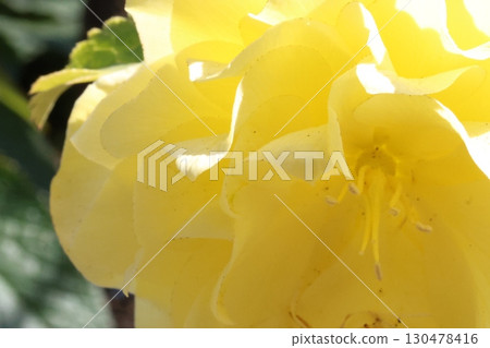 黃花 黃花 130478416