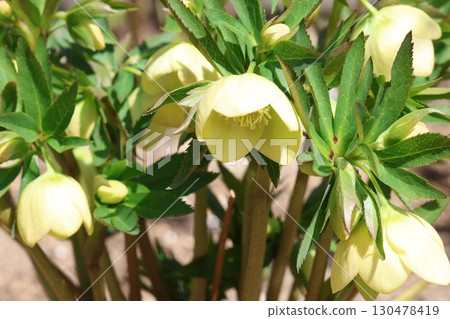 黃色聖誕玫瑰花 130478419