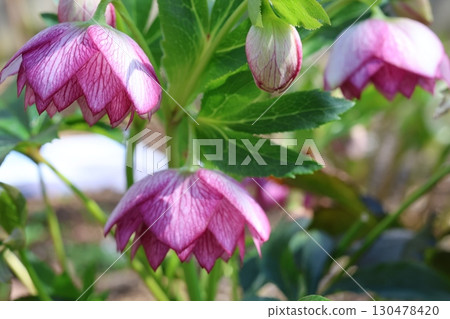 聖誕玫瑰花盛開 130478420