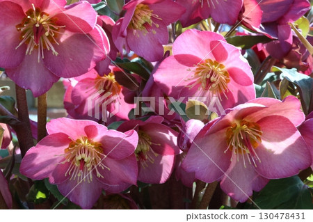 粉紅色山茶花盛開 130478431