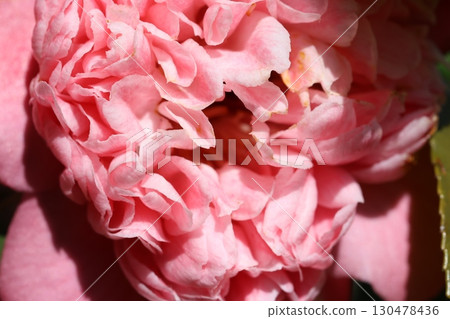 粉紅山茶花 粉紅山茶花 130478436