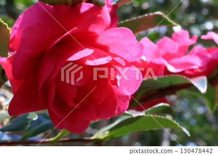 紅色沙耶香 130478442