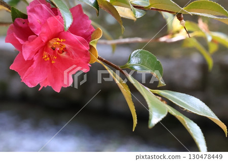 Red sasanqua flower Red sasanqua flower 130478449