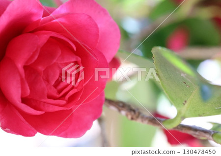 紅色沙耶香 紅色沙耶香 130478450