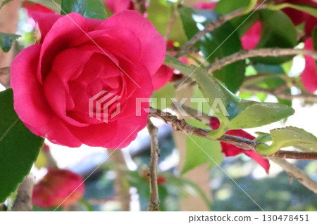 紅色沙耶香 130478451