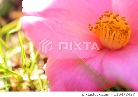 粉紅山茶花 130478457