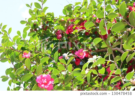 Southernka在蔚藍的天空中閃耀 Southernka在蔚藍的天空中閃耀 130478458