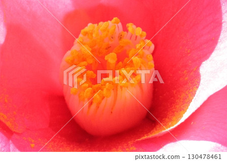 紅色沙耶香 紅色沙耶香 130478461