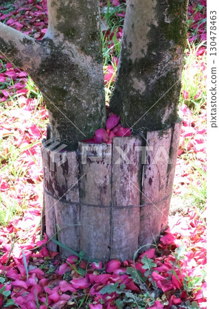 散落的山茶花瓣 散落的山茶花瓣 130478463