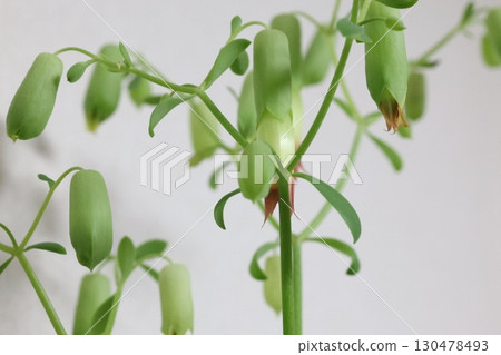 Mother leaf flower 130478493