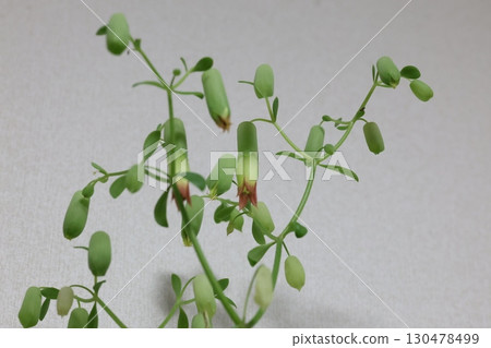 Mother leaf flower Mother leaf flower 130478499