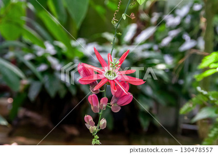 Passiflora racemosa is a flower native to Brazil. 130478557