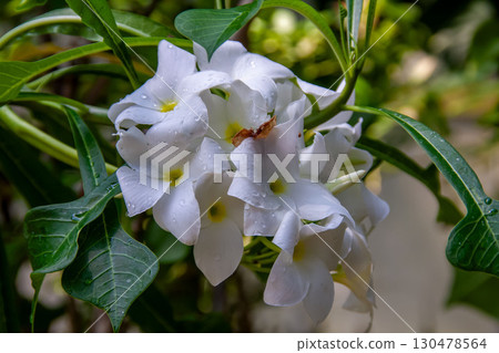 Plumeria pudica is also known as bridal bouquet [Apocynaceae] 130478564