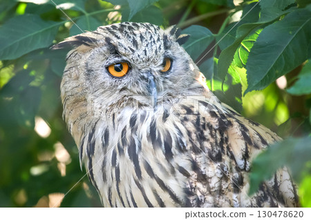 Majestic owl resting among green leaves in a forest during bright daylight hours 130478620