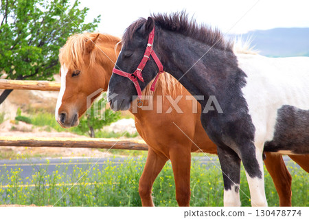 Horses walking together in a serene countryside setting during daylight hours 130478774