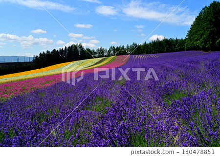 富良野的薰衣草田 130478851