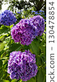 Purple hydrangeas: a symbol of early summer 130478854