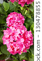 A symbol of early summer: peach hydrangeas 130478855