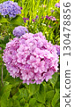 Early summer tradition Hydrangea 130478856