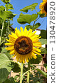 Star-shaped sunflowers and blue sky 130478920