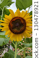 Star-shaped sunflower 130478921