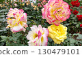 Shosakai Park Rose Garden: Mixed-colored roses 130479101