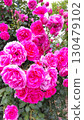 Shosakai Park Rose Garden Pink Roses 130479102