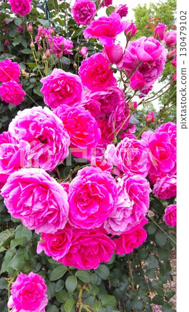 Shosakai Park Rose Garden Pink Roses 130479102