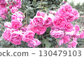 Shosakai Park Rose Garden: Small roses 130479103