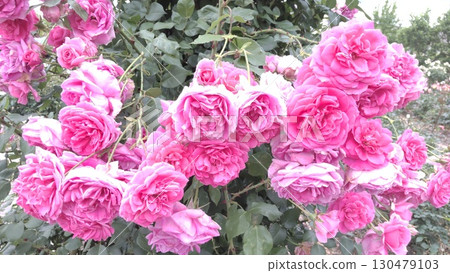 Shosakai Park Rose Garden: Small roses Shosakai Park Rose Garden: Small roses 130479103