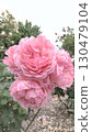 Shosakai Park Rose Garden Pink Roses 130479104