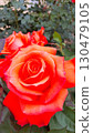 Shosakai Park Rose Garden: Orange Roses 130479105