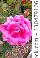 Shosakai Park Rose Garden Pink Roses 130479106