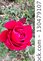 Bright red roses in Shosakai Park Rose Garden 130479107