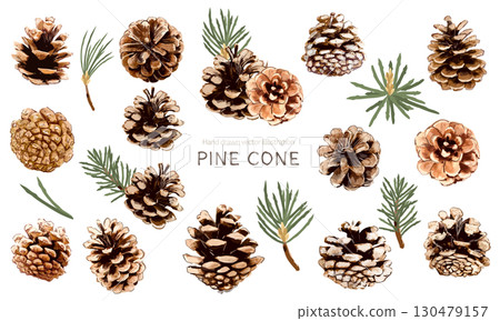 Pine cone vector illustration material set 130479157