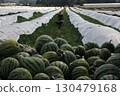 Watermelon field 130479168